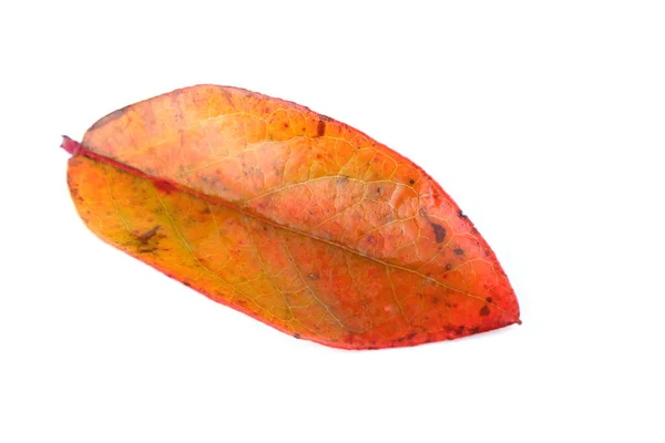 Podzimní Borůvkový List Izolovaný Bílém — Stock fotografie