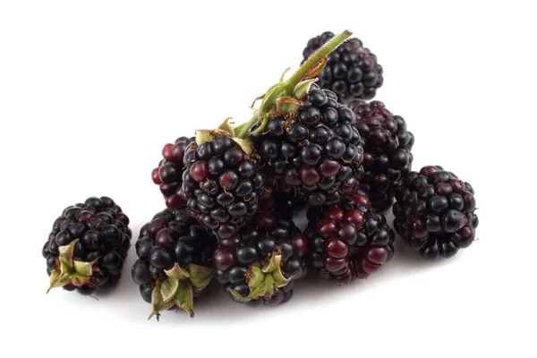 Fresh Blackberry Harvest Close — Stock Photo, Image