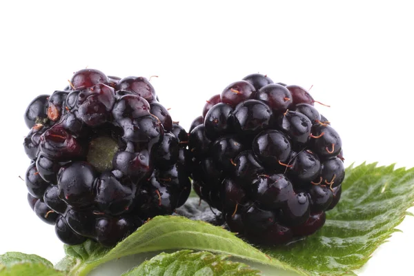 Fresh Blackberry Harvest Close — Stock Photo, Image