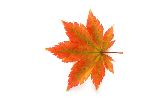 Herfst Bladeren Witte Achtergrond — Stockfoto