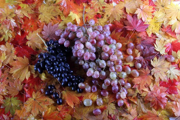 Uvas Frescas Folhas Bordo — Fotografia de Stock