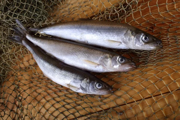 Grandes Peces Del Pacífico Olían Red Osmerus Mordax —  Fotos de Stock