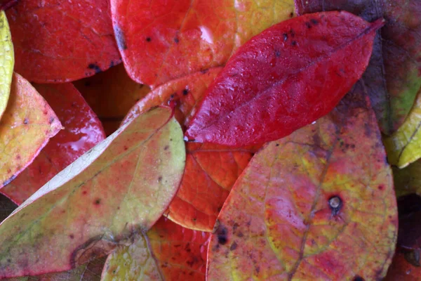 Nahaufnahme Von Abgefallenen Herbstblättern — Stockfoto