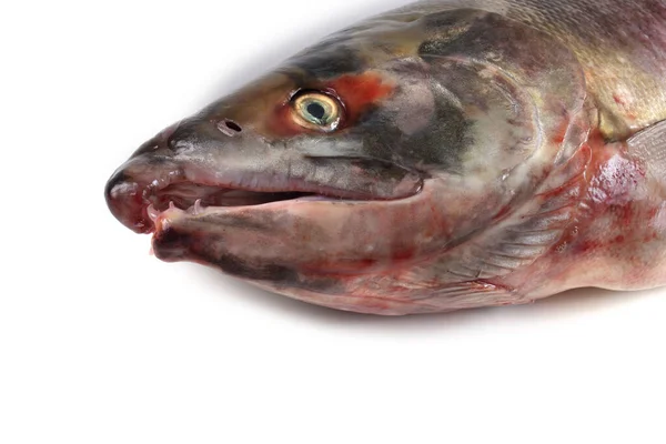 Chum Salmon Isolated White Silverbrite Salmon Dog Salmon Keta — Stock Photo, Image