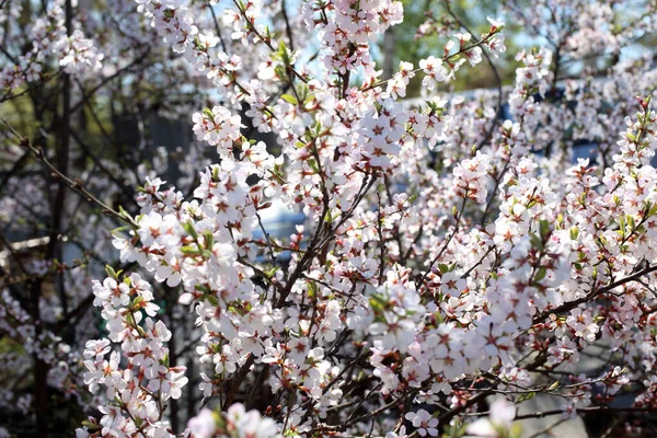 Άνθη Κερασιάς Άνθη Άνοιξη — Φωτογραφία Αρχείου