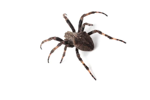 Aranha Tecelã Isolada Sobre Branco Araneus Ventricosus — Fotografia de Stock