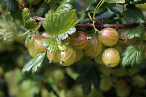 Gooseberry Matang Pada Tanaman Panen — Stok Foto