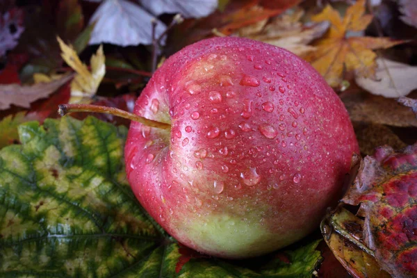 Primer Plano Manzanas Frescas Maduras — Foto de Stock