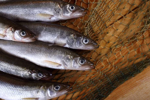 Big Pacific Smelt Peixes Rede Osmerus Mordax — Fotografia de Stock