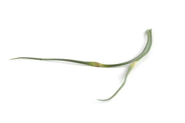 在白色上隔离的大蒜箭 远东菜用这种植物 — 图库照片