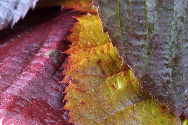 秋天的叶子 宏观的 结构背景 — 图库照片