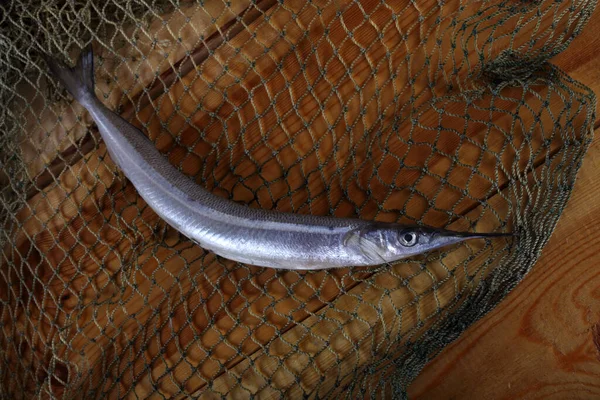 Garfish Nätet Fångst — Stockfoto