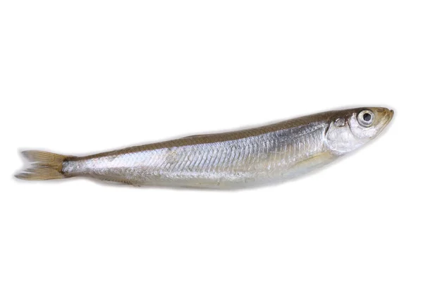 Asian Smelt Fish Isolated White — Stock Photo, Image