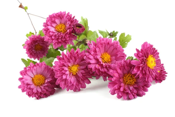 Chrysanthemums Isolated White — Stock Photo, Image