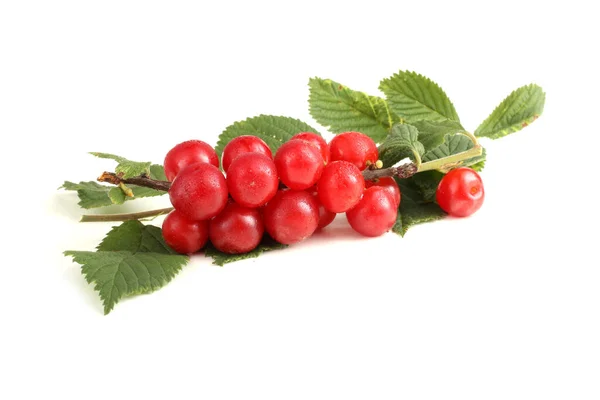 Nanking Cherry Branch — Stock Photo, Image