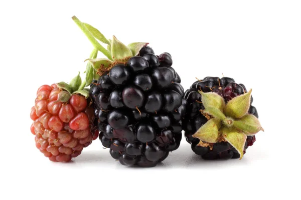 Blackberries White Background — Stock Photo, Image