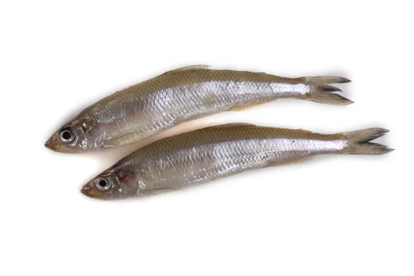 Pescado Olfateado Asiático Aislado Blanco — Foto de Stock