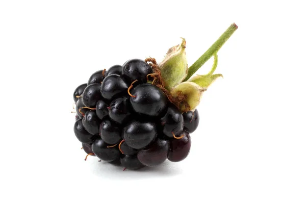 Frische Brombeerernte Nahaufnahme — Stockfoto