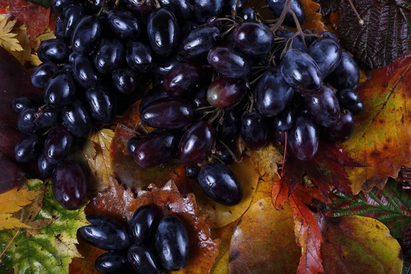 Trauben Auf Herbstblättern — Stockfoto