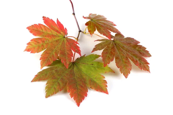 stock image autumn leaves isolated on white background