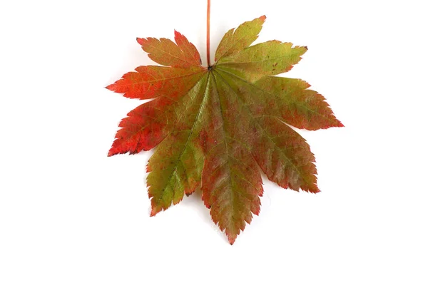 Podzimní Listí Izolované Bílém Pozadí — Stock fotografie