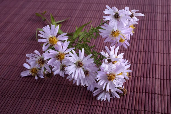 Asters Bamboe Chinese Stijl Achtergrond — Stockfoto