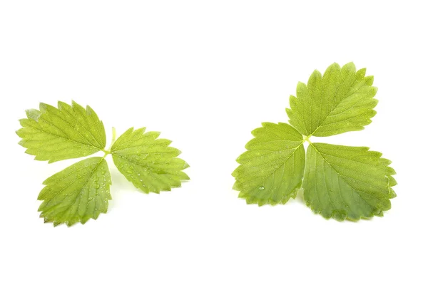 Hojas Verdes Aisladas Sobre Fondo Blanco —  Fotos de Stock