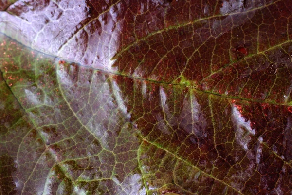 Осенью Листья Макро Выстрел Текстурированный Фон — стоковое фото