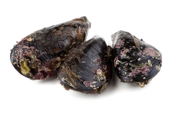 Cozze Isolate Bianco — Foto Stock