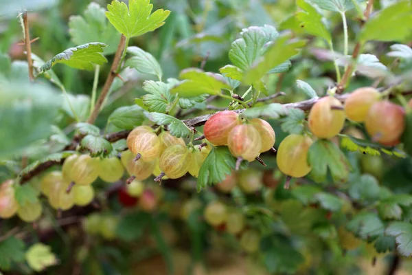 Growing Gooseberries Bush Agricultural Background — Stock Photo, Image