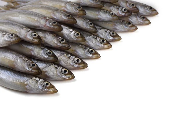 Asian Smelt Fish Isolated White Stock Photo