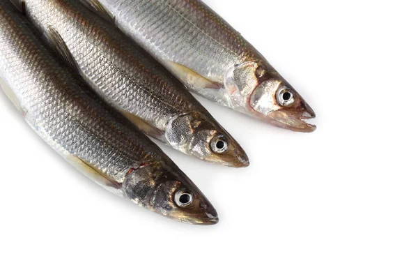 Rainbow Smelt Osmerus Mordax Isolated White Stock Photo