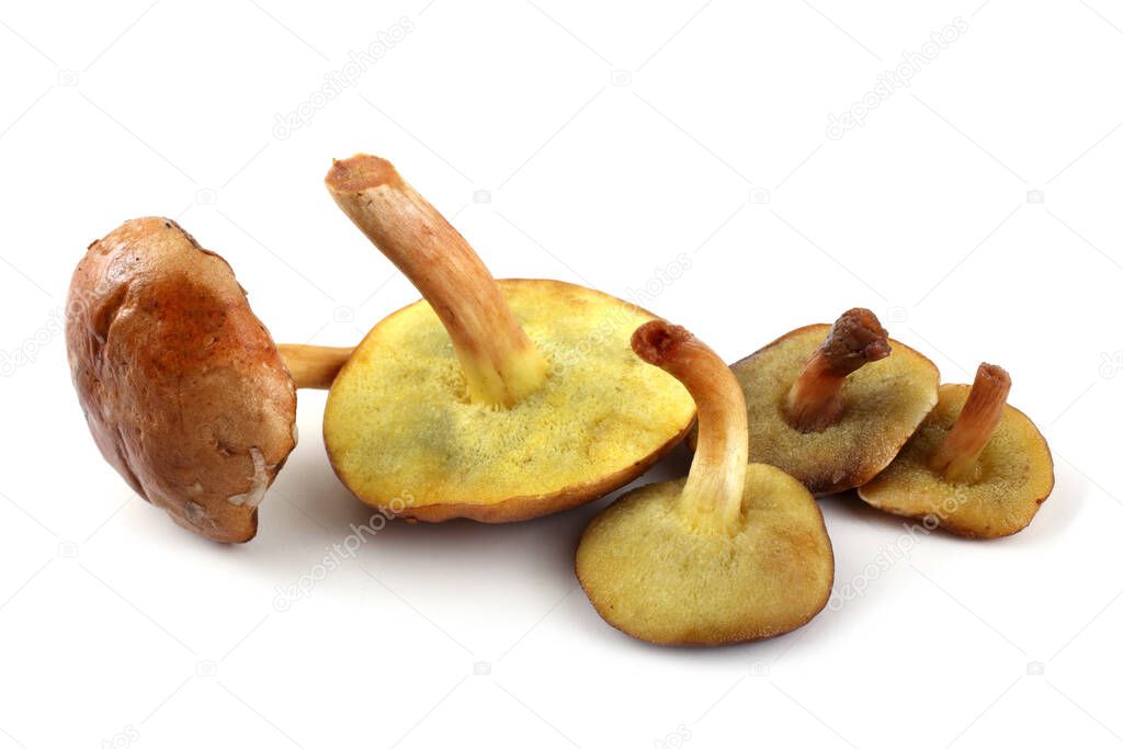 Suillus mushroom (related to Slippery Jack mushroom)