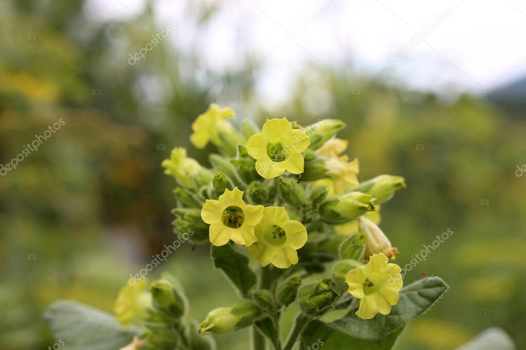 Mapacho tobacco plant flowers