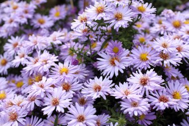 Menekşe kasımpatı geçmişi. Güzel çiçekler.