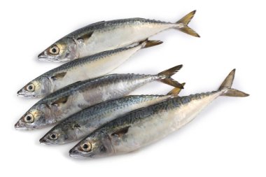 Chub uskumru (Pasifik uskumrusu, saba)