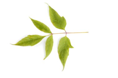 Kül yapraklı akçaağaç yaprağı (acer negundo)