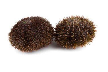 Gri deniz kestaneleri bembeyaz