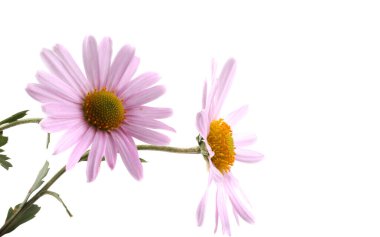 İnanılmaz çiçeklere yakın.