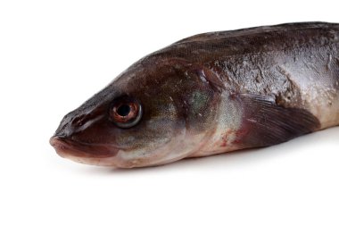 Deniz levreği beyazda yalıtılmış