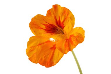 Büyüyen nasturtiyum beyazda izole edilmiş.