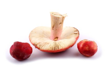 Russula mantarları beyaz üzerine izole edilmiş.