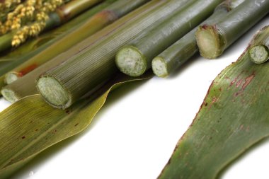 Şeker kamışı beyazda izole edilmiş.