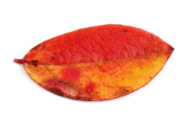 Sonbahar yabanmersini yaprağı beyaza izole edilmiş.