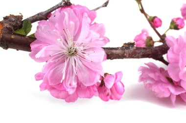Beyaz arka planda izole edilmiş kiraz çiçekleri. Sakura