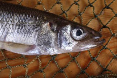 İnternette balık eridi. Osmerus mordax