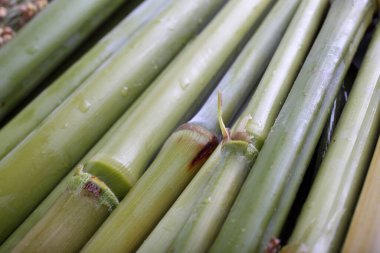 Şeker kamışı arka plandadır. Şeker üretimi