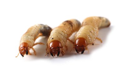 Chafer larvası beyaza izole edilmiş.
