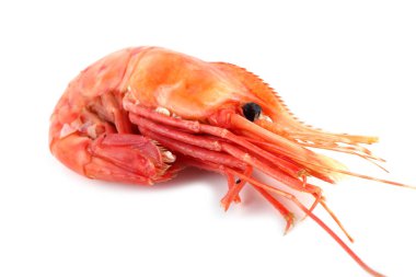 Karides beyazda izole edilmiş.