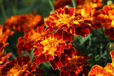 İnanılmaz çiçeklere yakın.